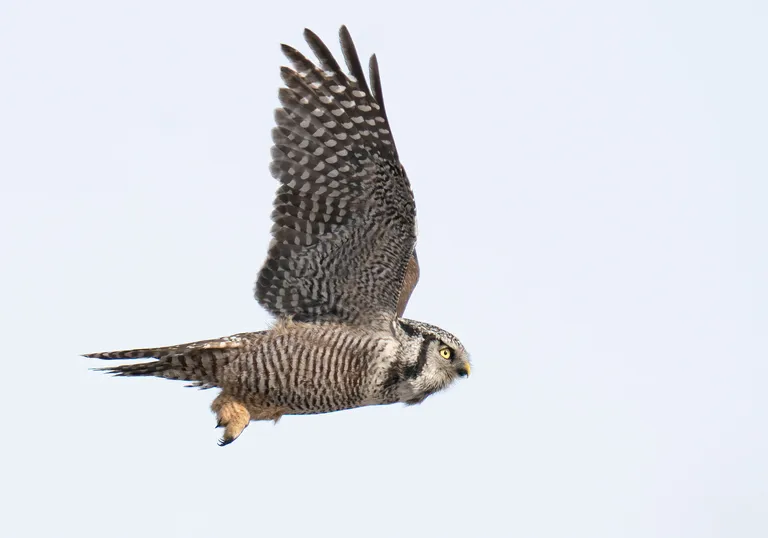 Northern Hawk Owl