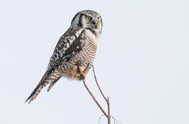 Northern Hawk Owl