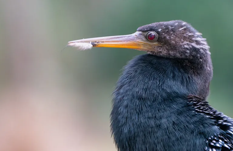 Anhinga