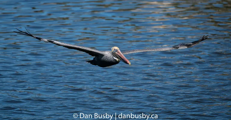 Brown Pelican