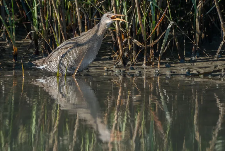 Clapper Rail