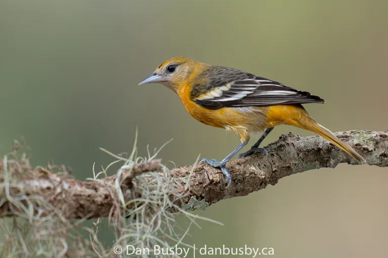 Baltimore Oriole, female