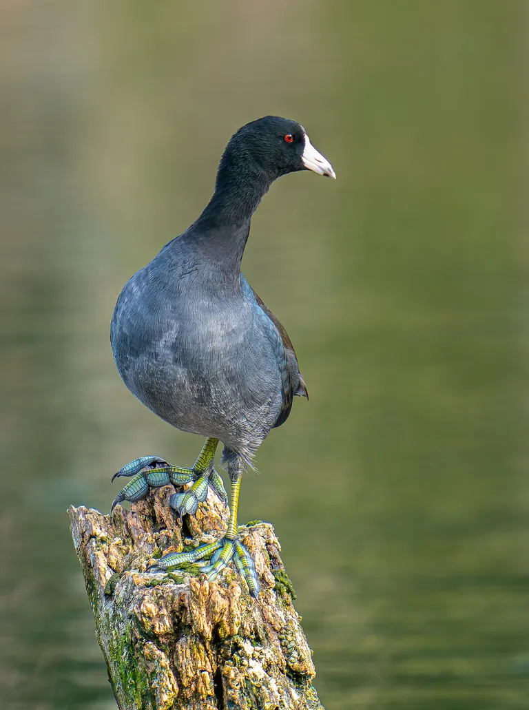 American Coot
