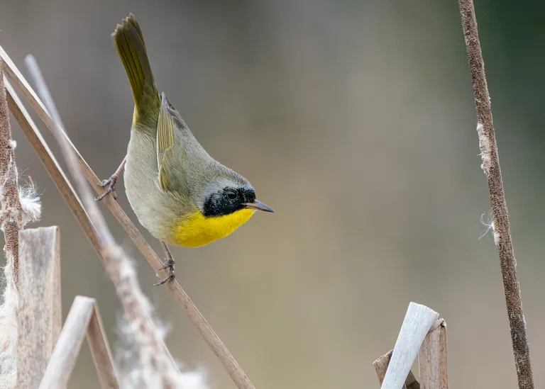 Common Yellowthroat, male
