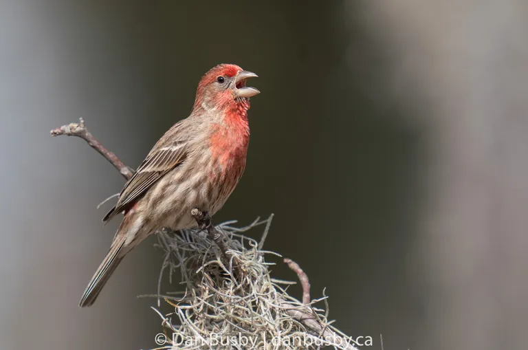 House Finch, male