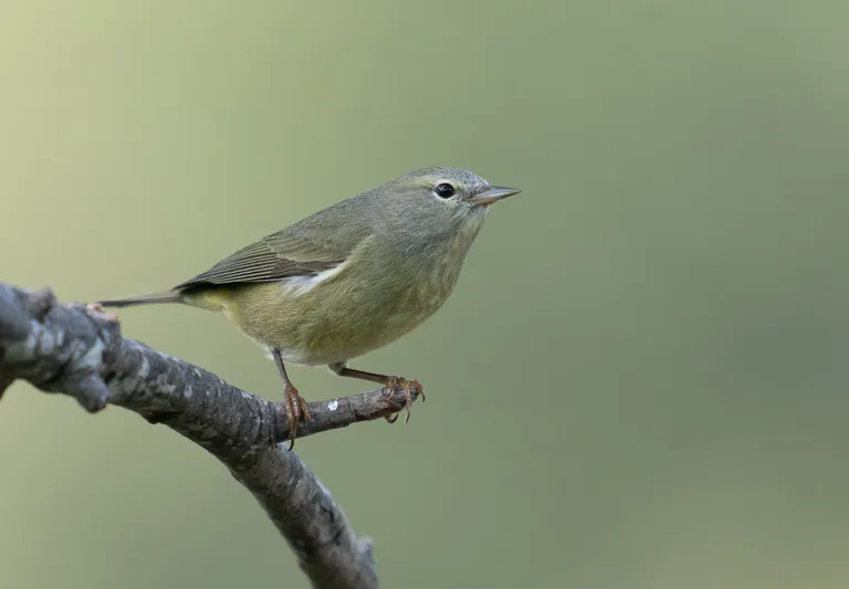 Orange-crowned Warbler