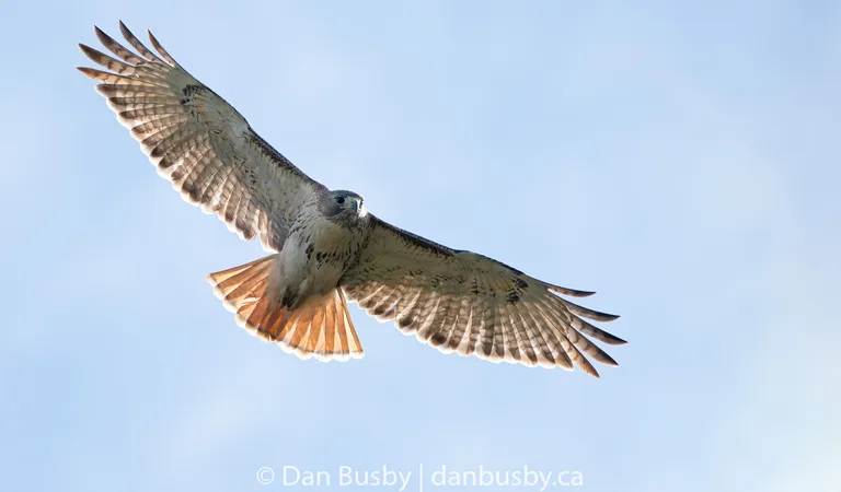 Red-tailed Hawk