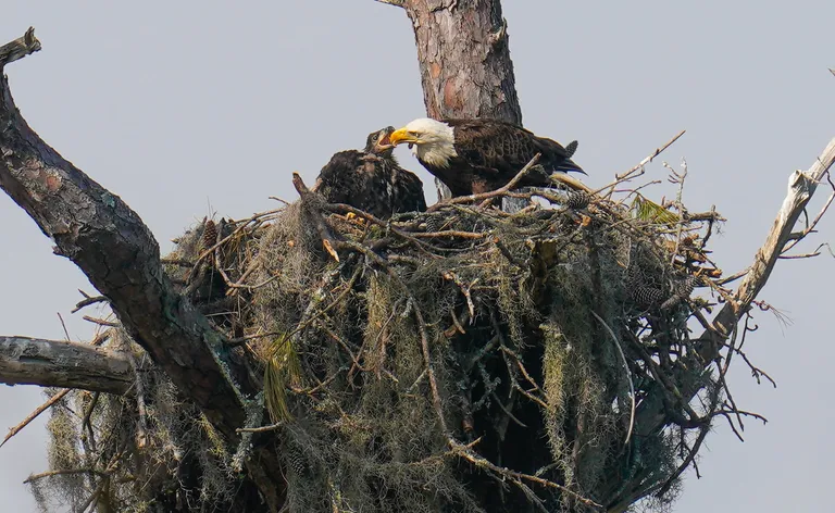 Bald Eagle