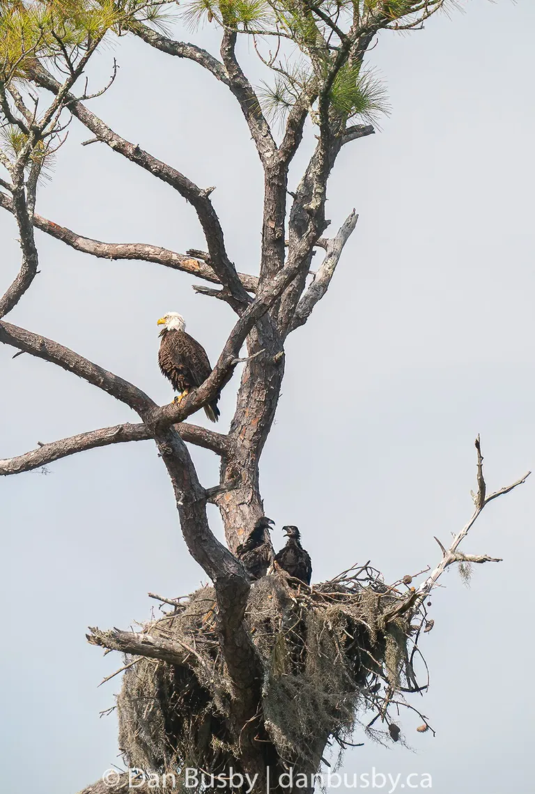 Bald Eagle