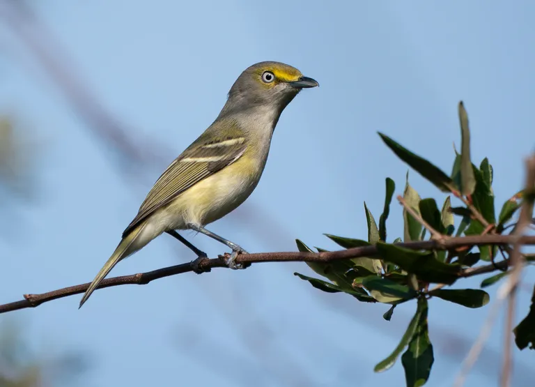 White-eyed Vireo