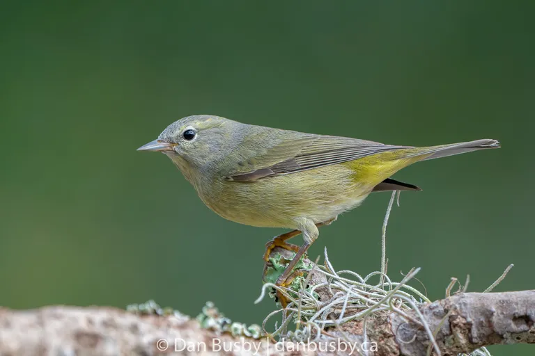 Orange-crowned Warbler
