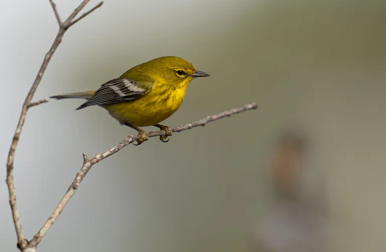 Pine Warbler, male