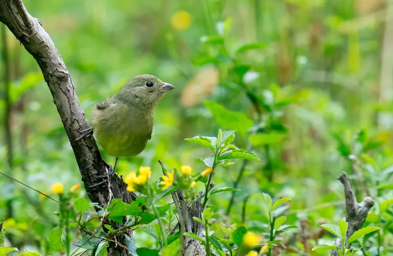 Painted Bunting, female