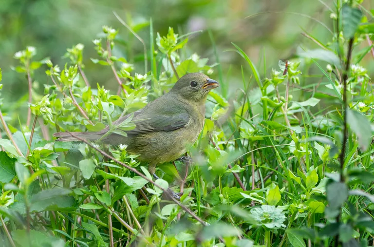 Painted Bunting, female