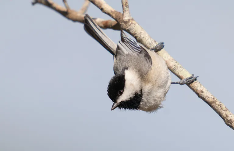 Carolina Chickadee