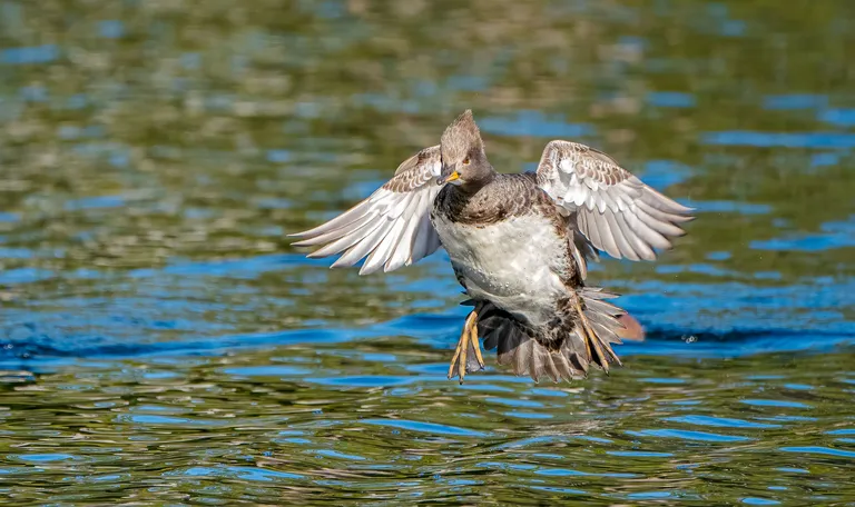 Hooded Merganser, female