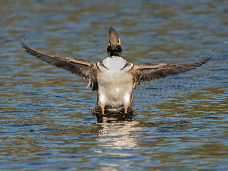 Hooded Merganser, female