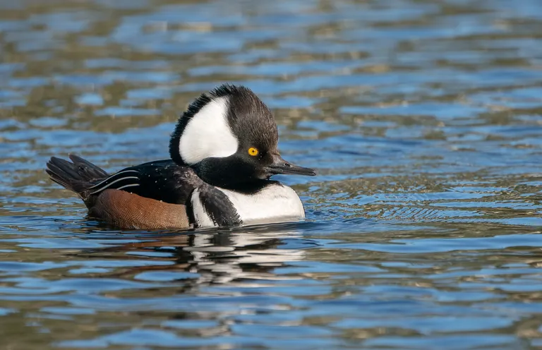Hooded Merganser, male