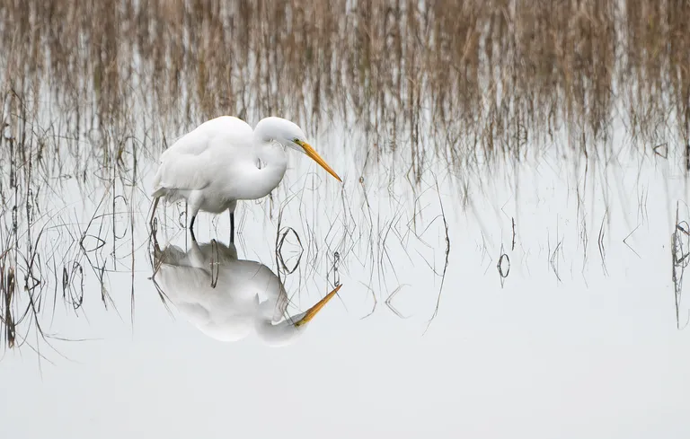 Great Egret