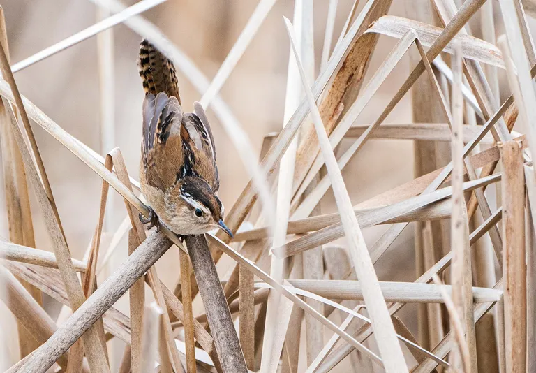Marsh Wren