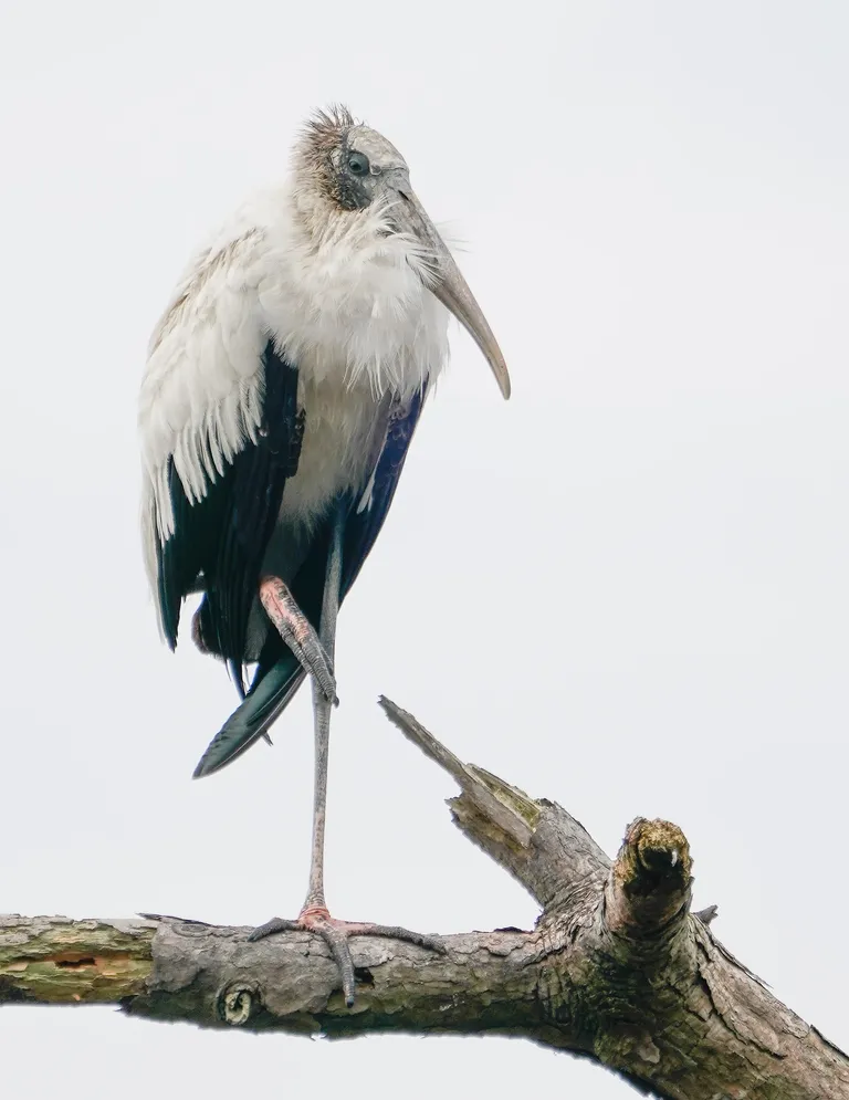 Wood Stork
