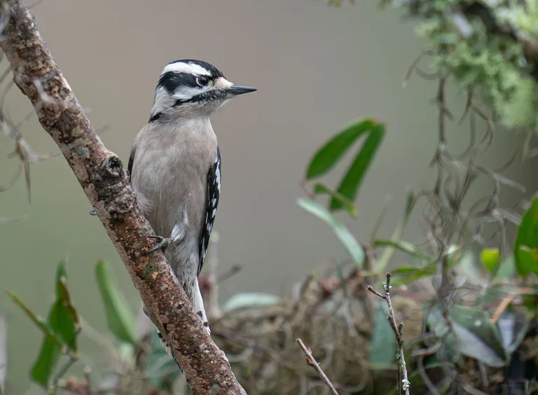 Downy Woodpecker, female