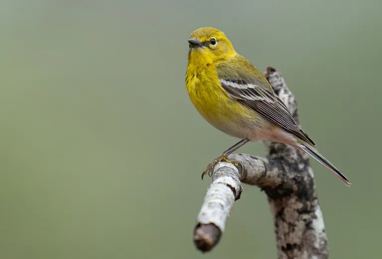 Pine Warbler, male
