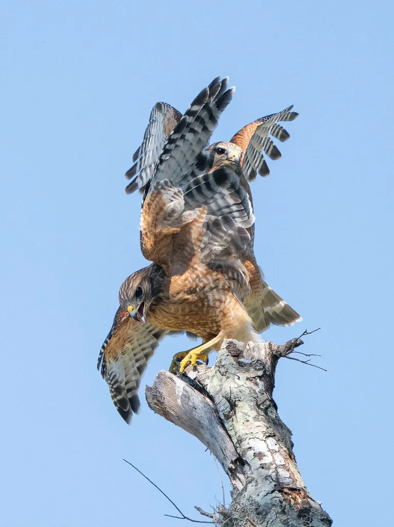 Red-shouldered Hawk, mating