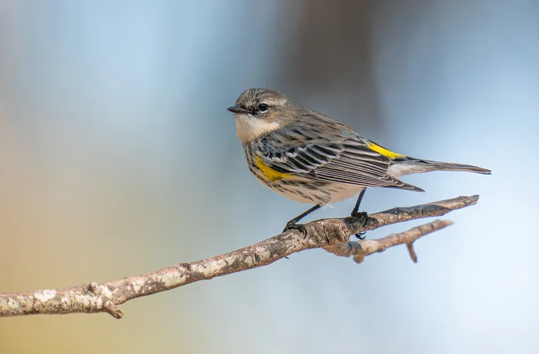Yellow-rumped Warbler