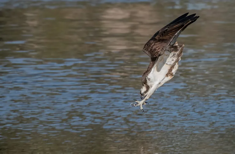 Osprey