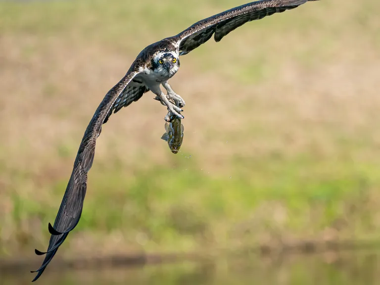 Osprey
