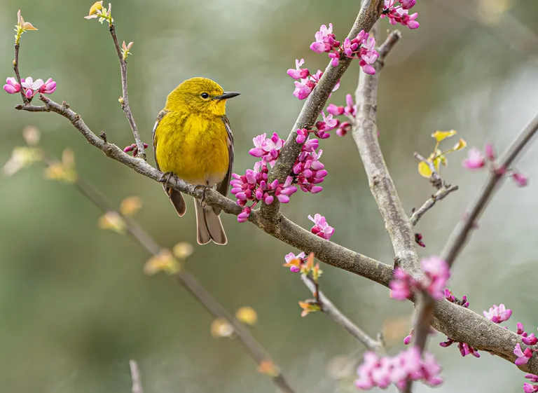 Pine Warbler, male
