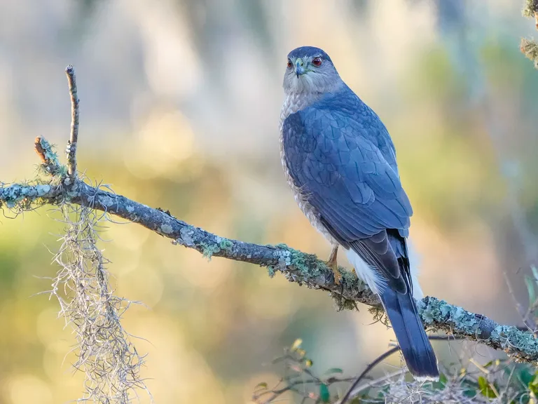 Cooper's Hawk