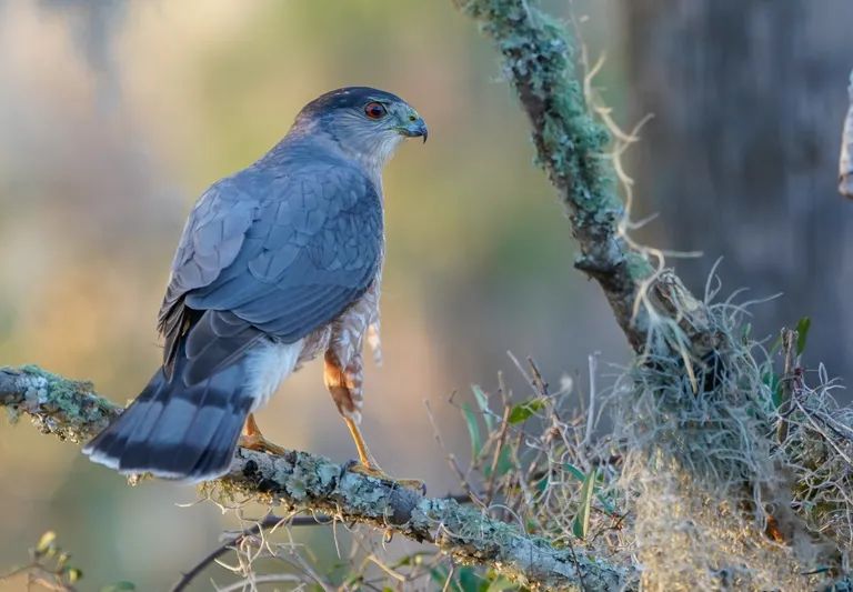 Cooper's hawk