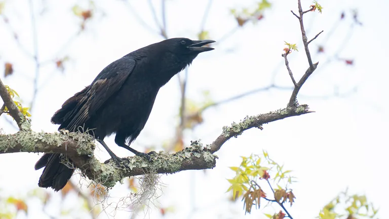 American Crow