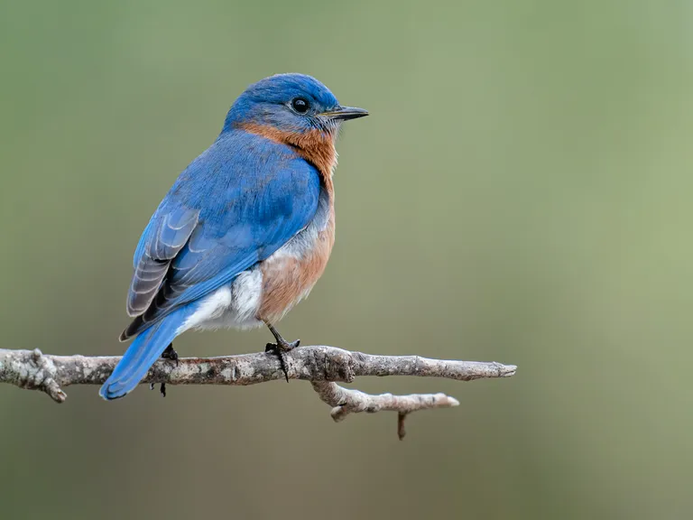 Eastern Bluebird, male
