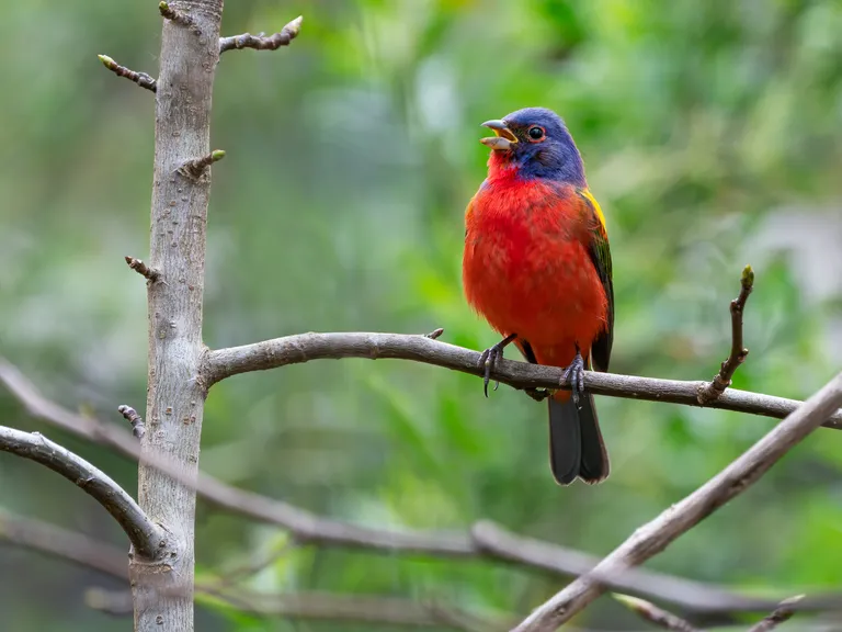 Painted Bunting, male