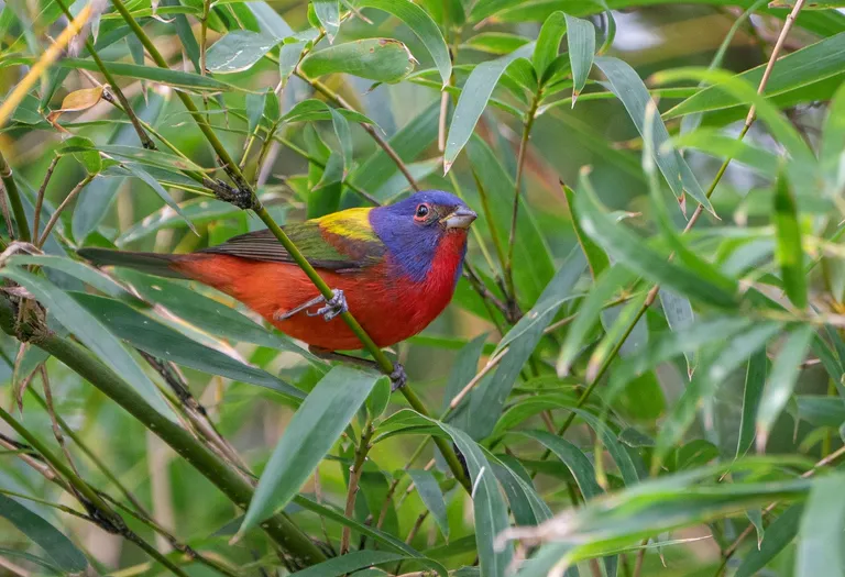 Painted Bunting