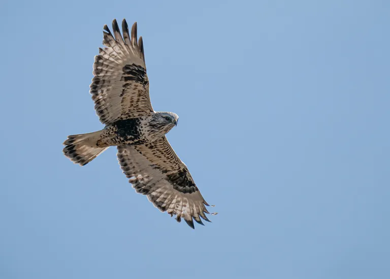 Rough-legged Hawk