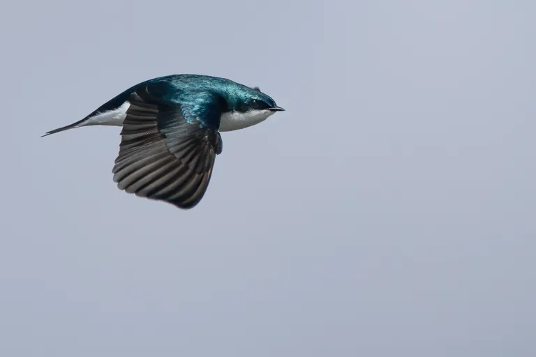 Tree Swallow