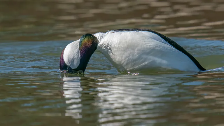 Bufflehead, male
