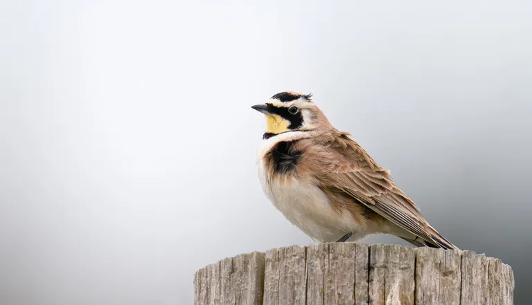 Horned Lark