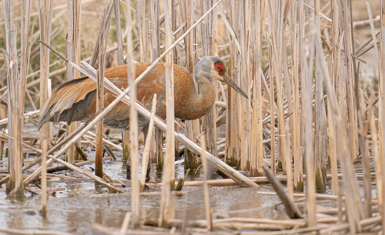 Sandhill Crane