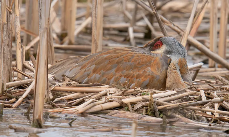 Sandhill Crane