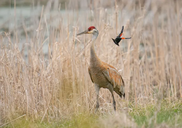 Sandhill Crane