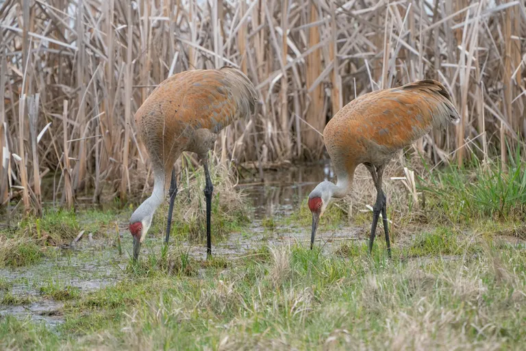 Sandhill Crane
