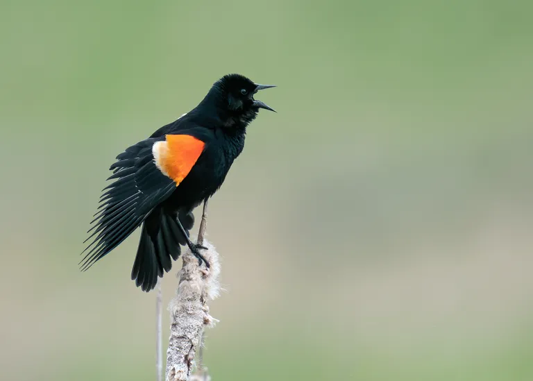 Red-winged Blackbird
