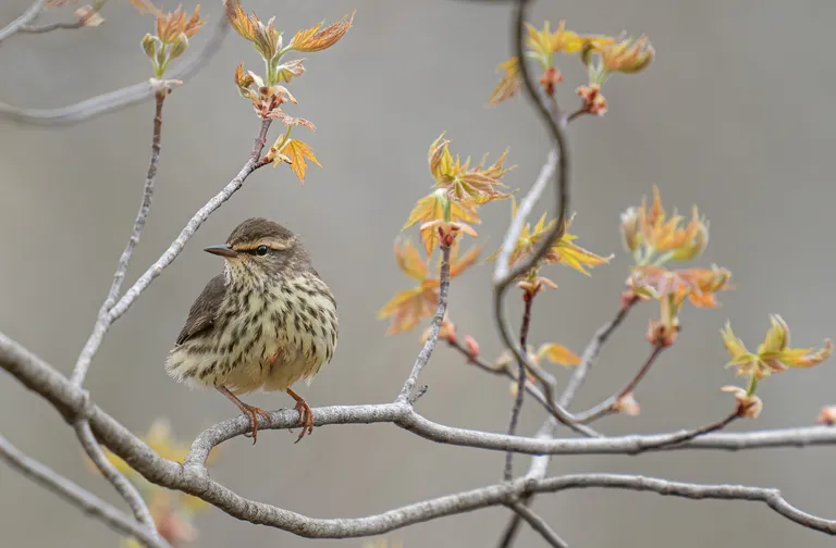 Northern Waterthrush