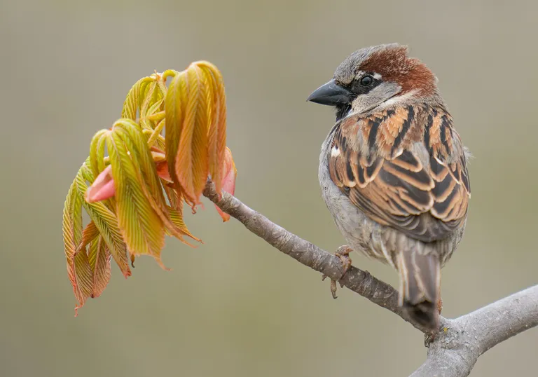 House Sparrow