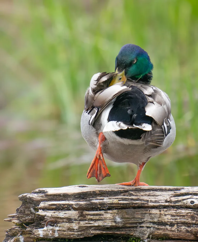 Mallard, male